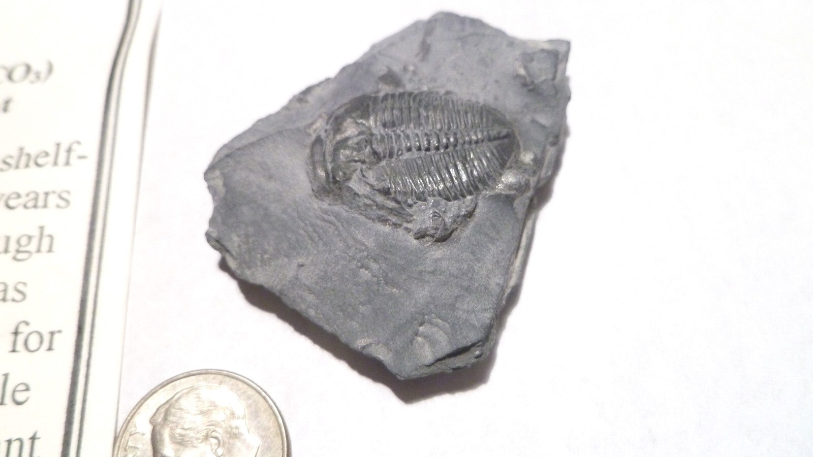 24mm Fossil Trilobite UTAH USA Trilobites fossils INFO Card Included
