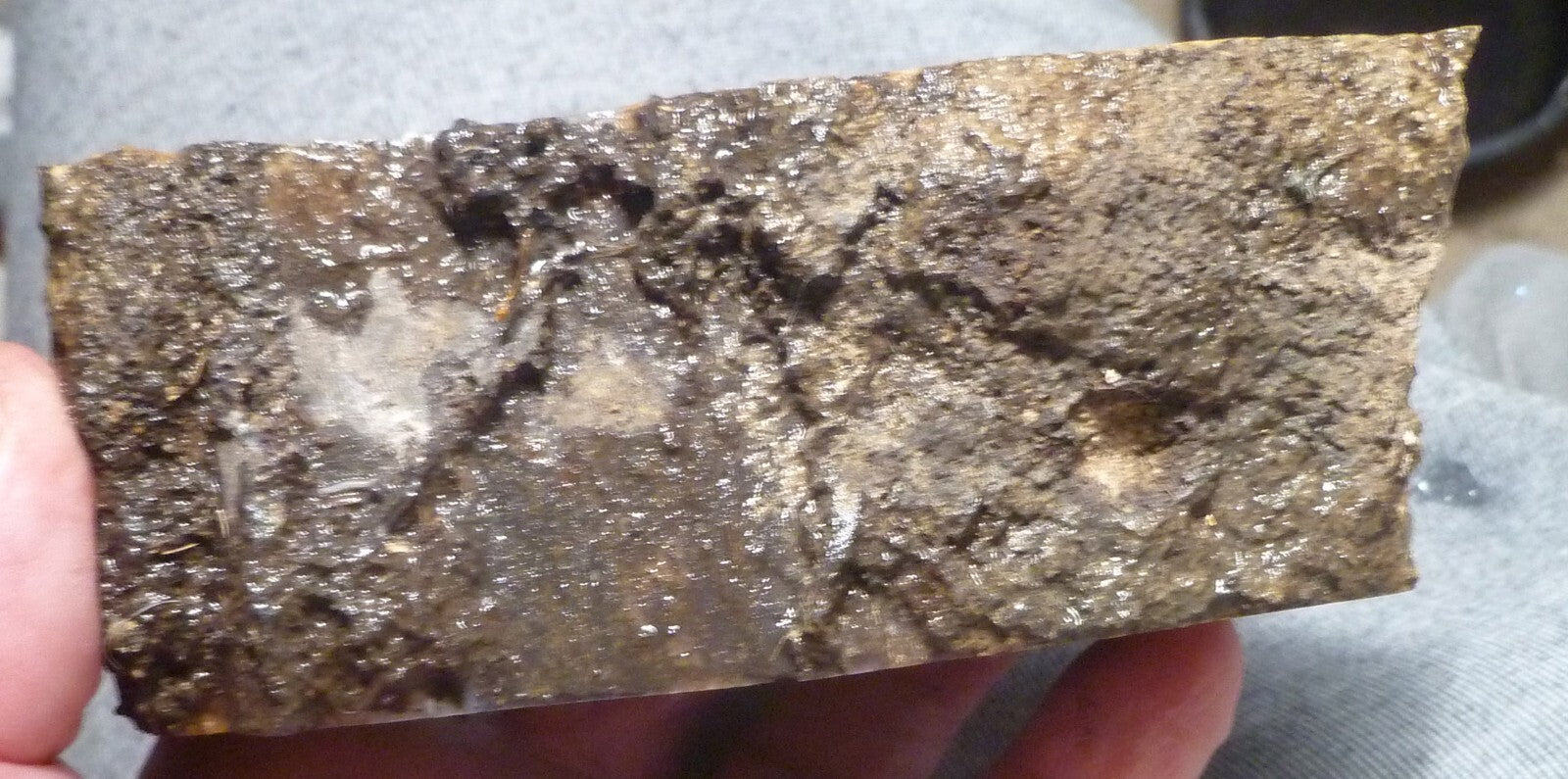 4 1/2" Blue Forest Black Petrified Wood Eocene Age Eden Valley Wyoming 540 grams