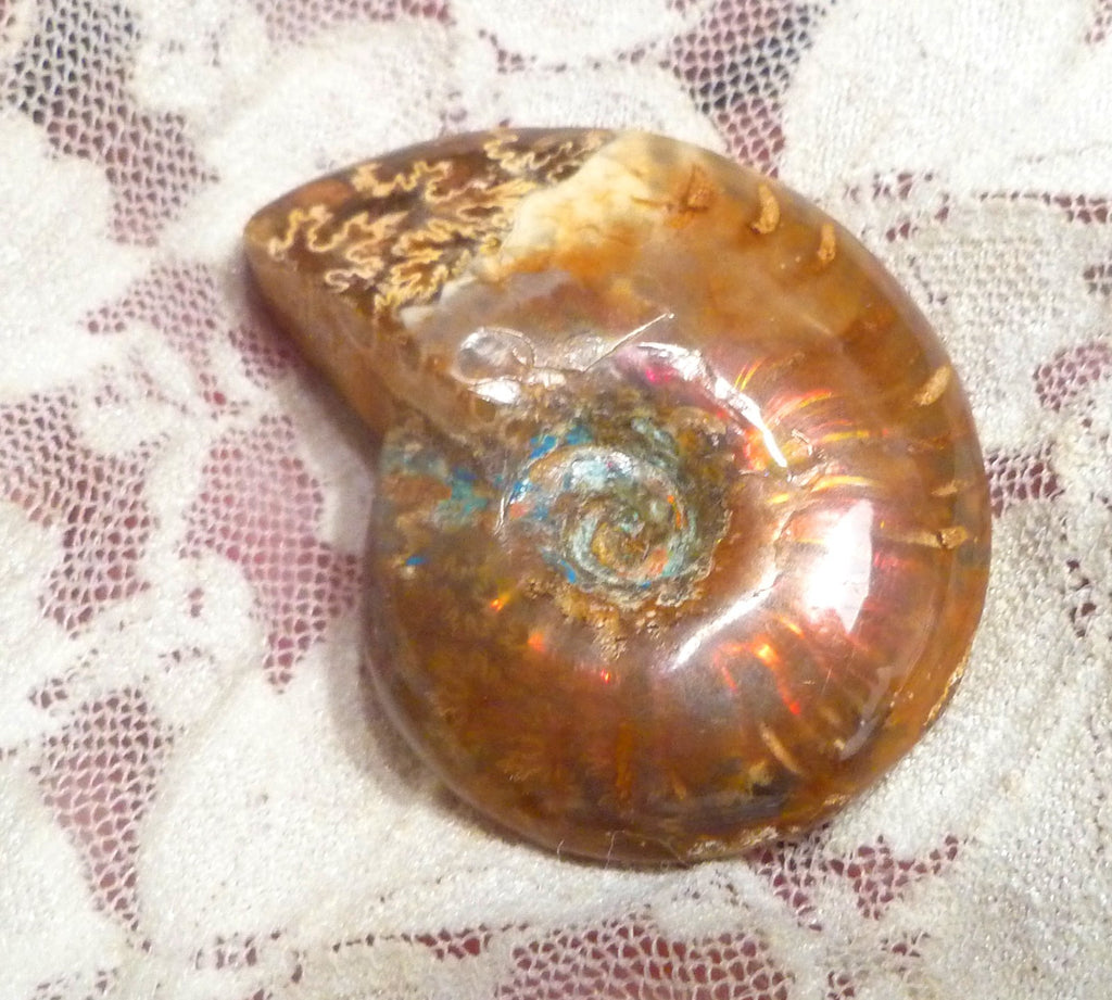 44mm Red QUALITY AMMONITE FOSSIL 100 million Years Madagascar 129.4cts