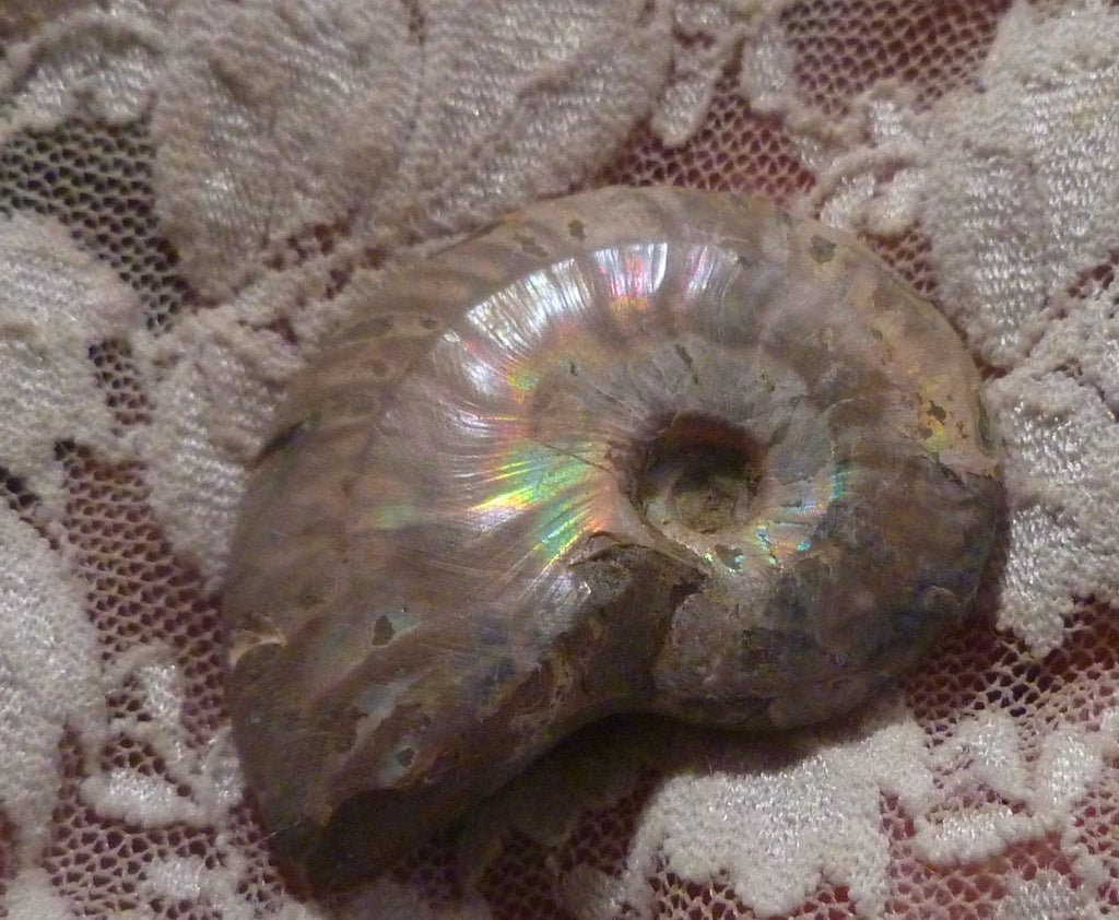 43mm Iridescent AMMONITE FOSSIL Opalized 100 million Years Madagascar