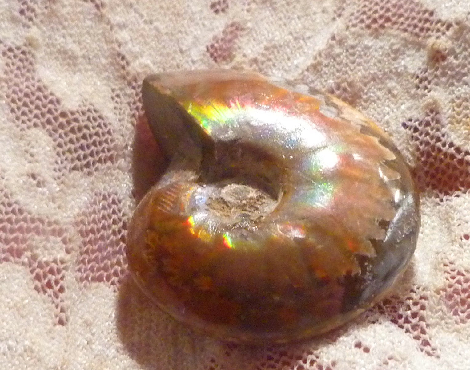 35mm Red GEM QUALITY AMMONITE FOSSIL 100 million Years Madagascar 69cts