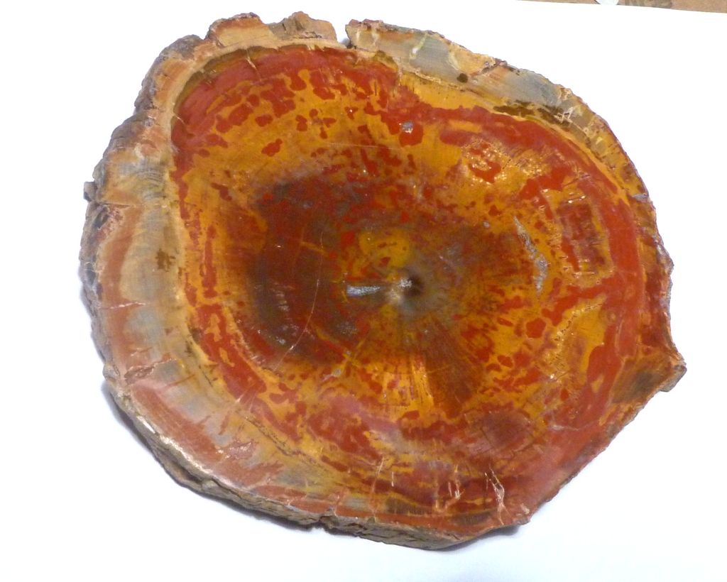 RED! Petrified Wood Polished Slab Great Colors 5.25" Complete Cross Section
