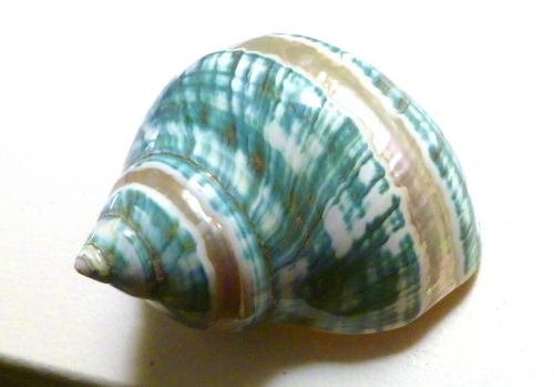 4" Banded Turbo Seashell Polished Mother of Pearl Iridescent Home Decor Beach