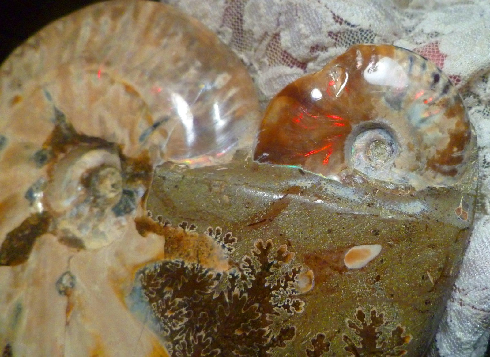 6" Polished AMMONITE FOSSIL W/Smaller in the End 100 MYO Madagascar OLD STOCK