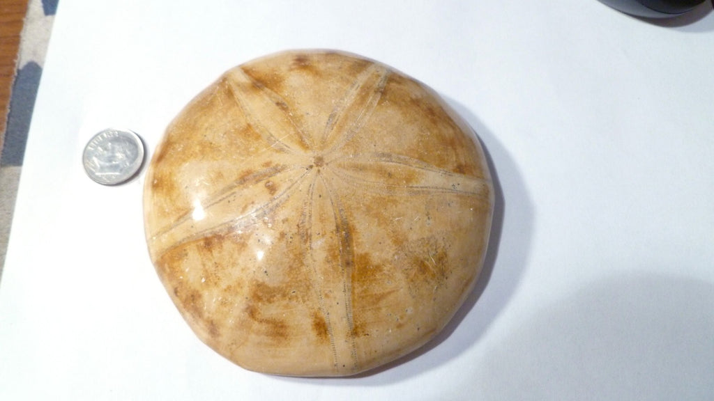 Fossil Sand Dollar Clypeasteroid Fossil Star Sand dollar 3 & 5/8"