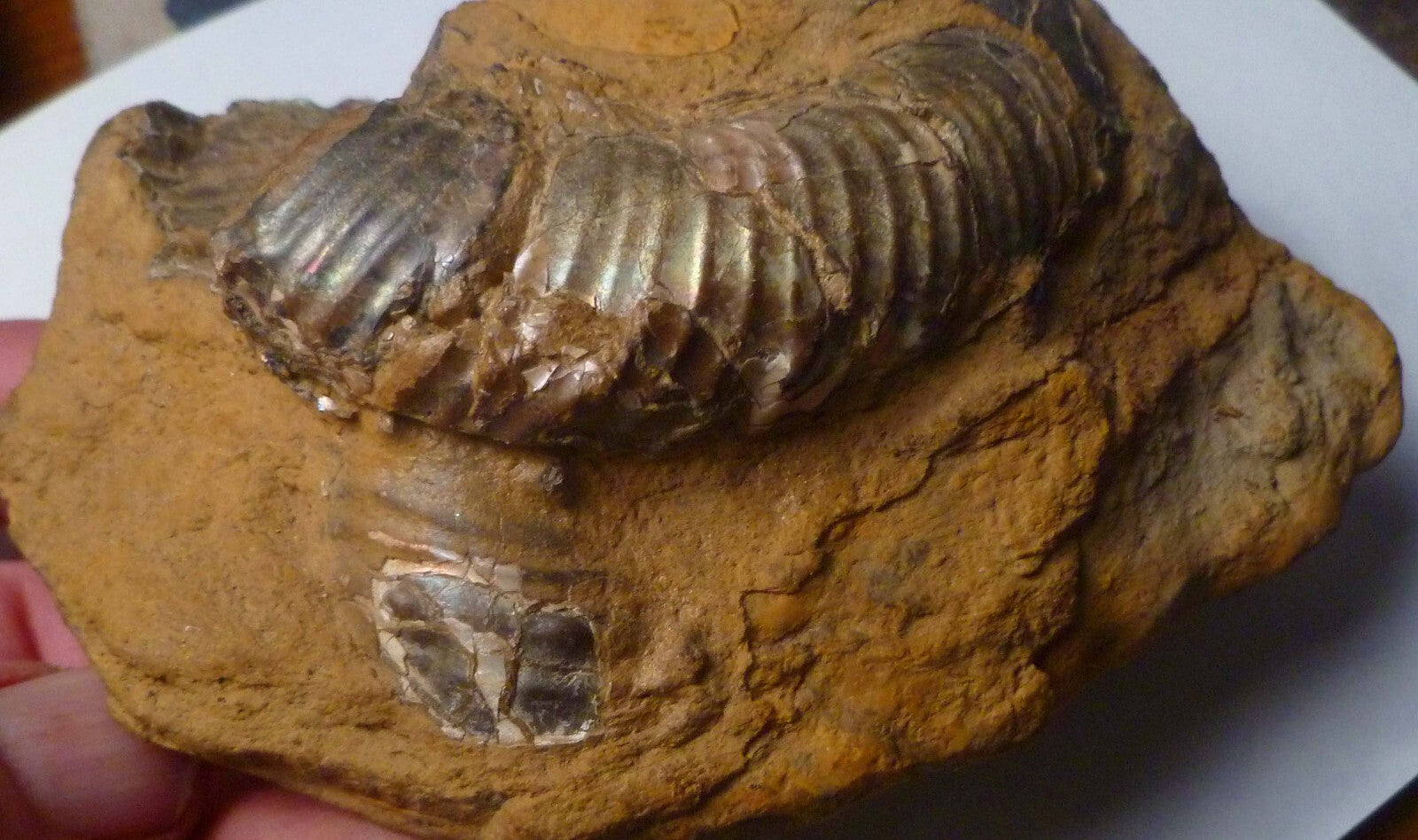 Rare Iridescent Didymoceras Ammonite Fossil South Dakota Cretaceous