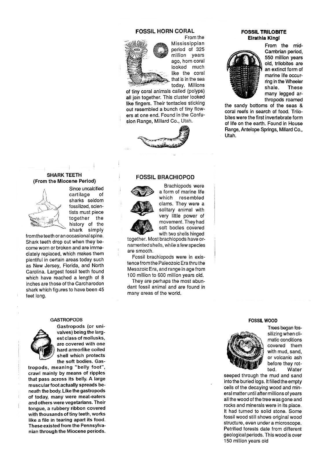 LOT 12 Fossils Trilobite Dinosaur Shark Ammonite Educational Kit