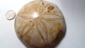 Excellent Sand dollar Clypeasteroid Fossil Perfect Polished Star 3 & 1/4"