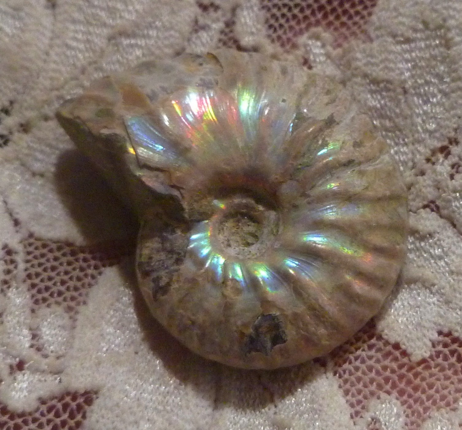 34mm Iridescent AMMONITE FOSSIL Opalized 100 million Years Madagascar
