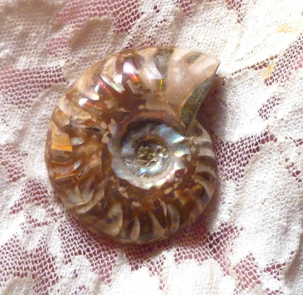 39mm Red Blue Center AMMONITE FOSSIL Opalized 100 million Years Madagascar