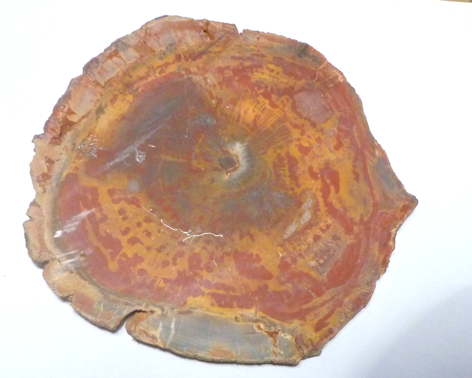 RED! Petrified Wood Polished Slab Great Colors 5.25" Complete Cross Section