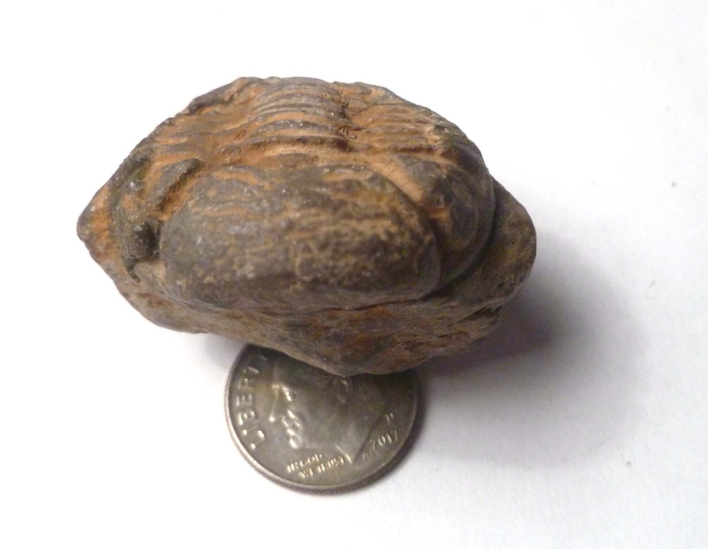 400 Million Year Old Trilobite Fossil, from Morocco 37mm