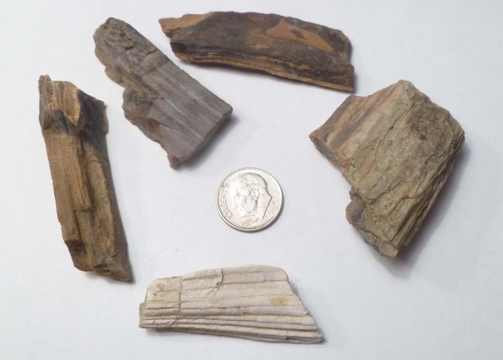 Lot 5 Nice Woodworthia Petrified Wood NE AZ 60 grams