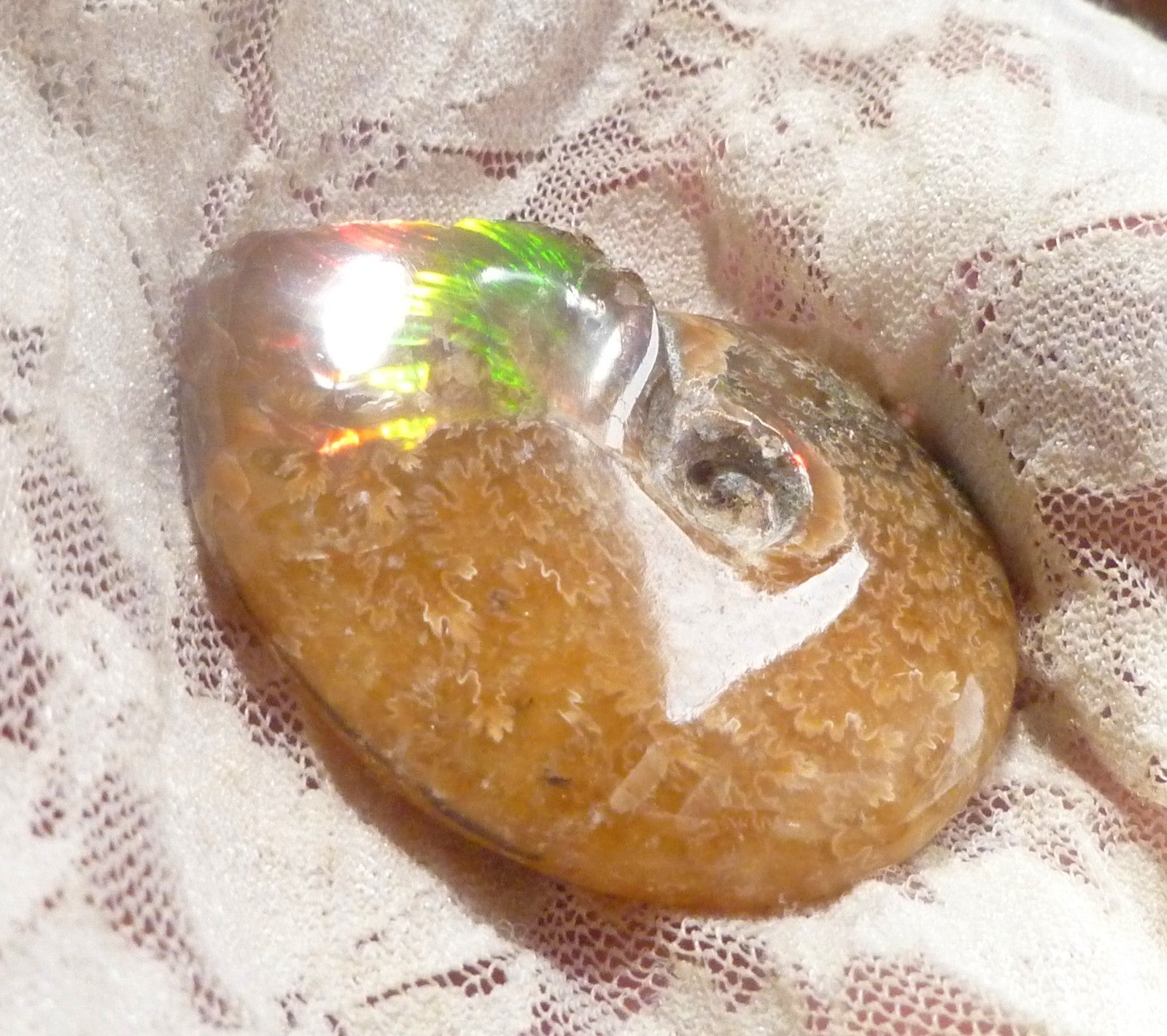 49mm Green Red Polished AMMONITE FOSSIL 100 million Years Madagascar 171cts