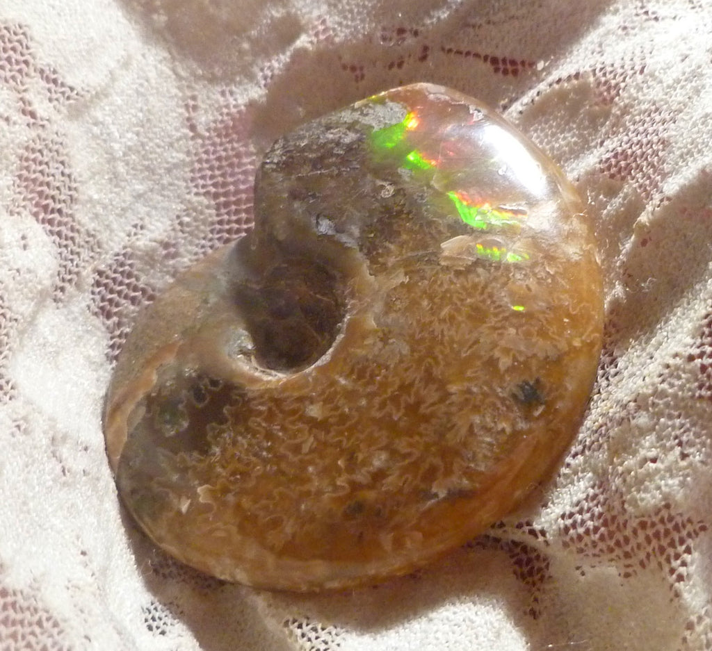 49mm Green Red Polished AMMONITE FOSSIL 100 million Years Madagascar 171cts