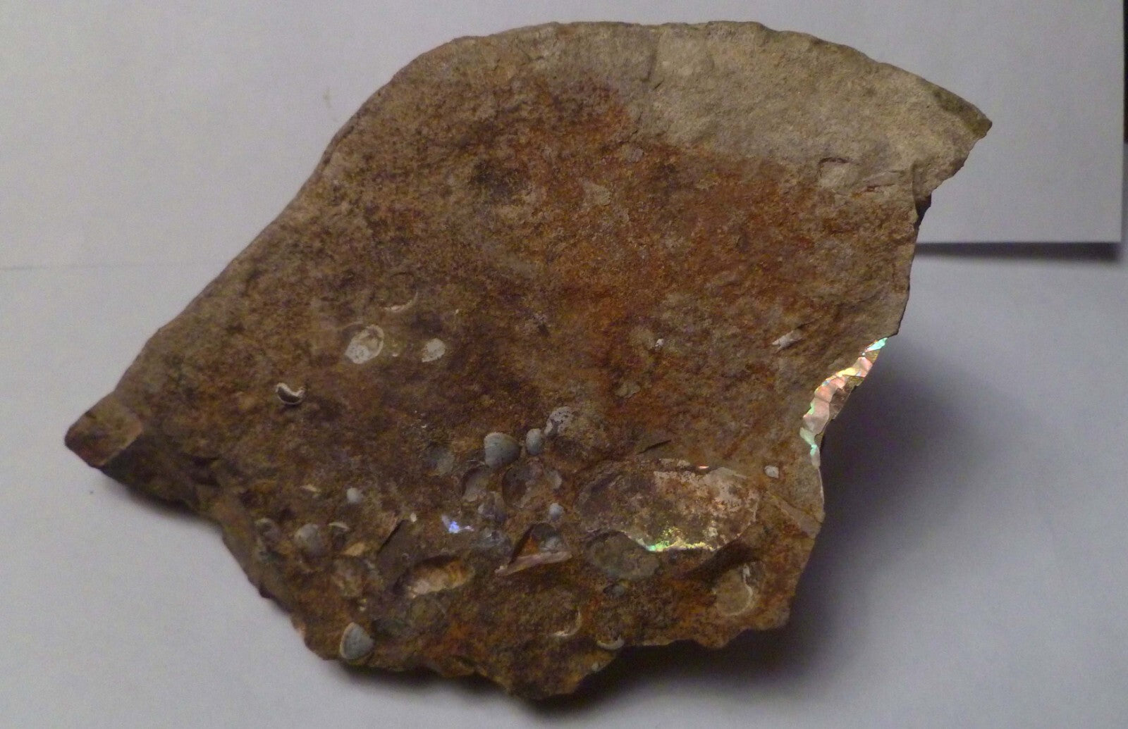 LOTS of fossils! Iridescent Ammonite Ammolite Fossil Discus South Dakota Matrix