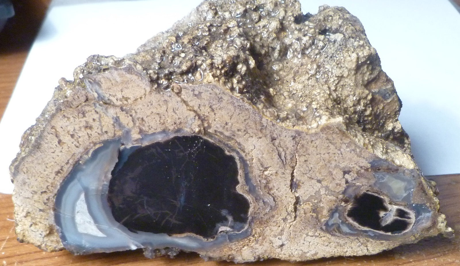 4 1/2" Blue Forest Black Petrified Wood Eocene Age Eden Valley Wyoming 540 grams