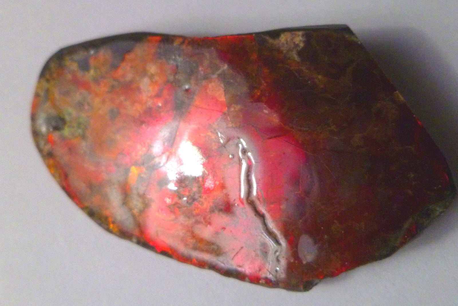 65x36mm RED AMMOLITE  Color change gemstone Canada Ammonite