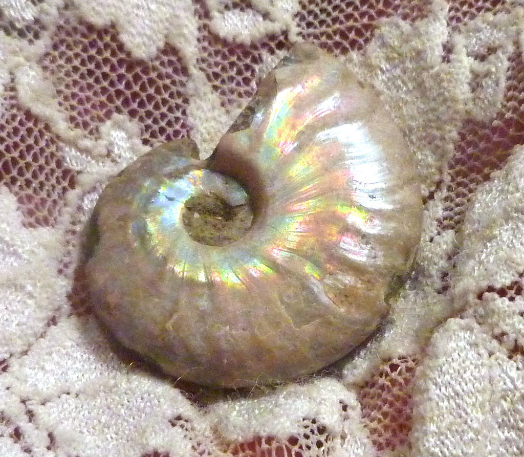 30mm Iridescent AMMONITE FOSSIL Opalized 100 million Years Madagascar