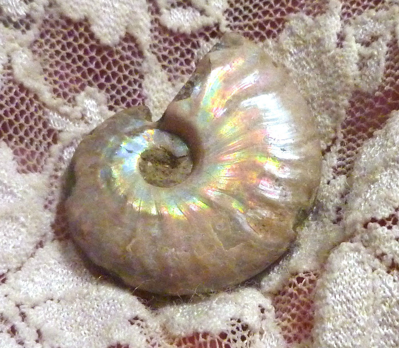 30mm Iridescent AMMONITE FOSSIL Opalized 100 million Years Madagascar
