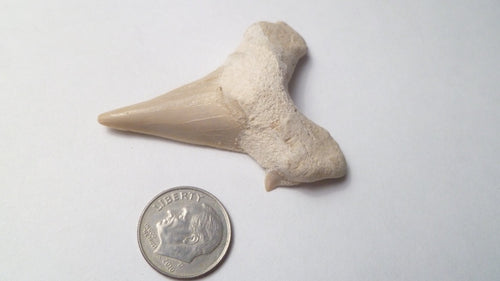 2.2" Otodus Obliquus SHARP Shark Fossil Tooth Specimen Oued Zem Morocco