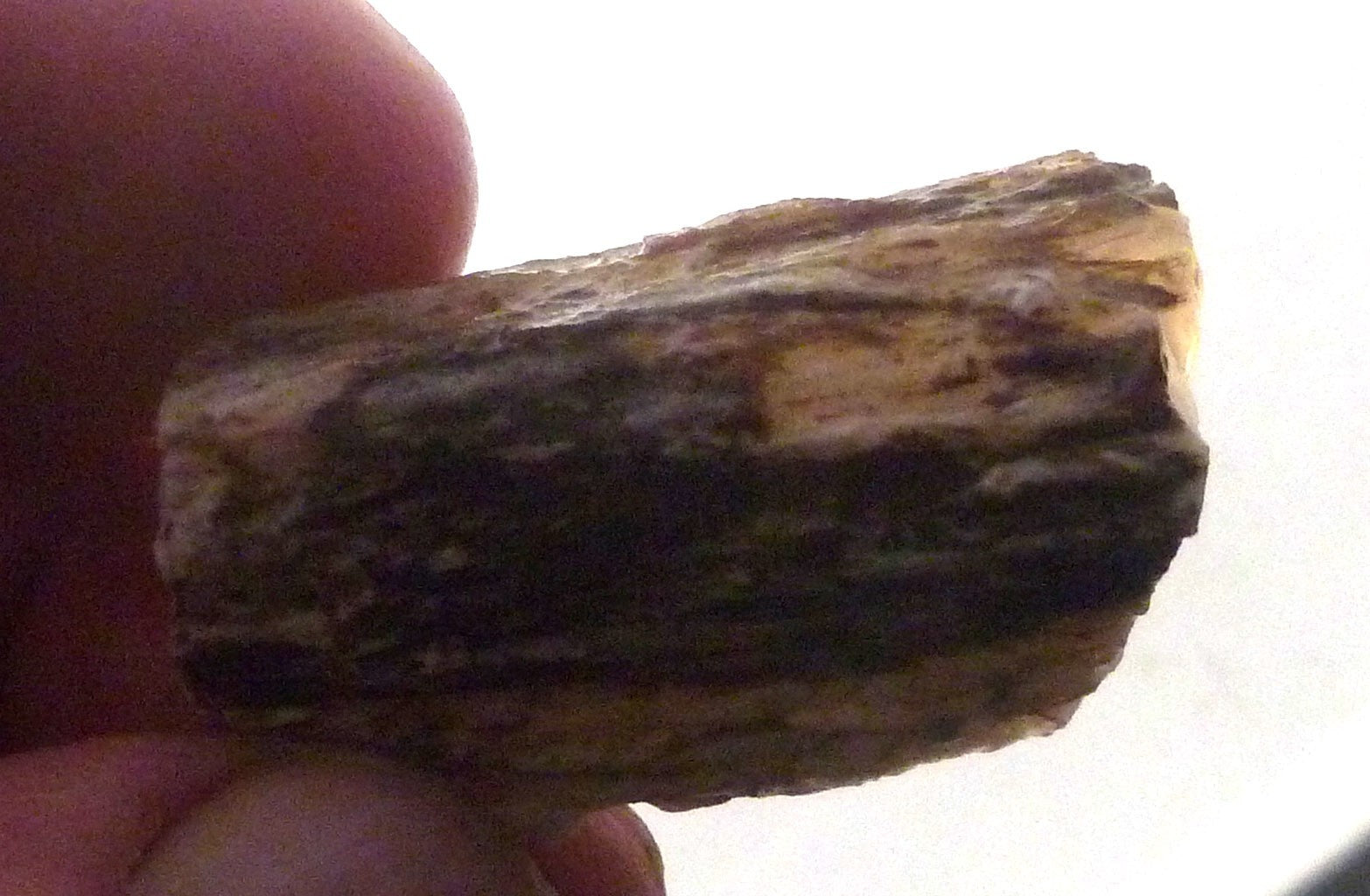 40cts Virgin Valley Opal Petrified Wood Log Specimen Nevada