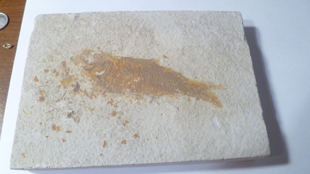 4" Knightia eocaena Fossil Fish & SCALES Plaque Lake Green River Wyoming