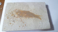 4" Knightia eocaena Fossil Fish & SCALES Plaque Lake Green River Wyoming