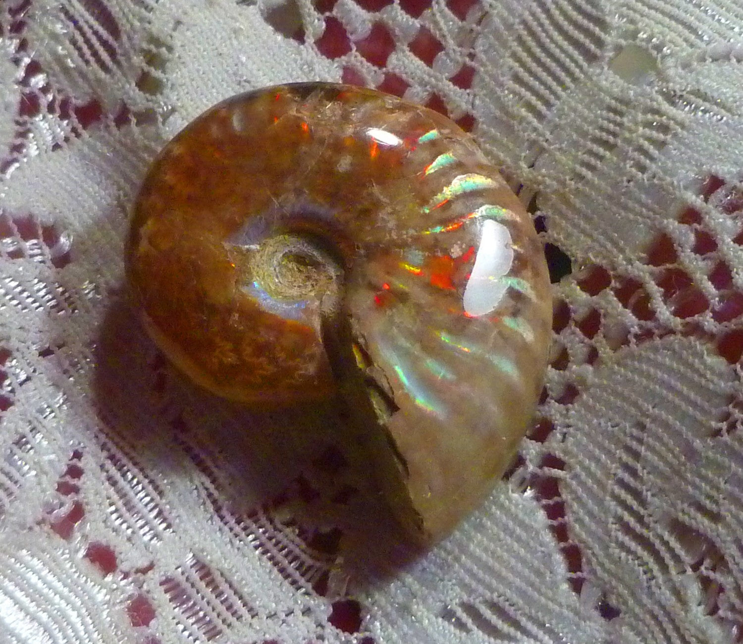 31mm Red Blue GEM QUALITY AMMONITE FOSSIL 100 million Years Madagascar 43cts