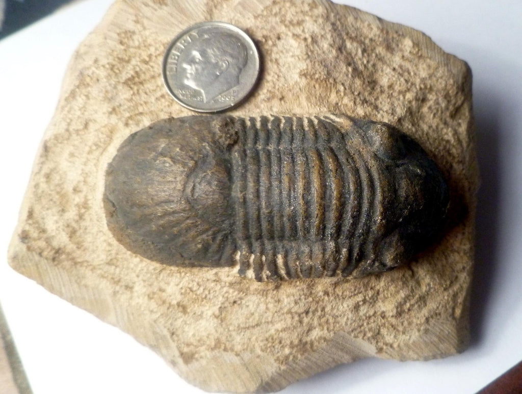 74mm Quality Reedops Trilobite Fossil From The Devonian of Morocco