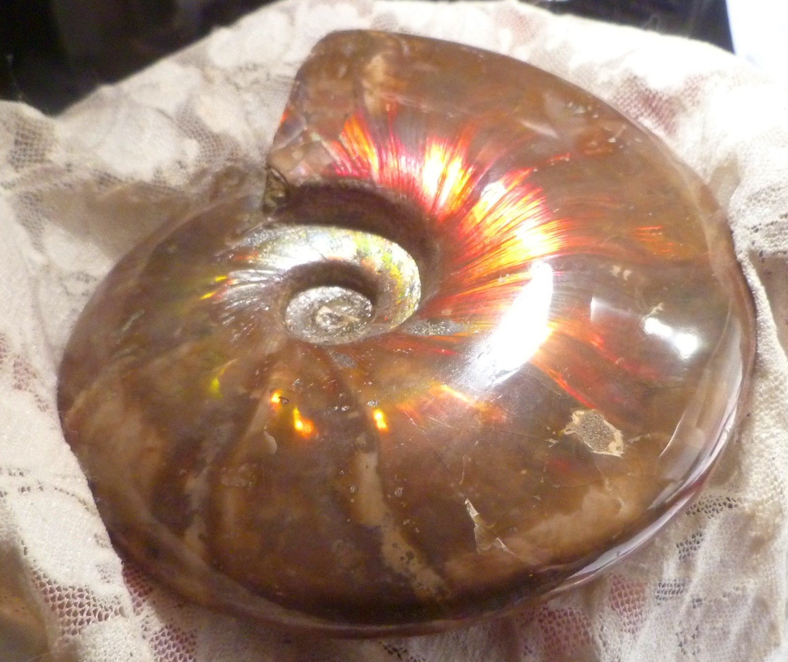 4.6" Red BLUE CENTER AMMONITE FOSSIL 100 MYO Madagascar OLD STOCK