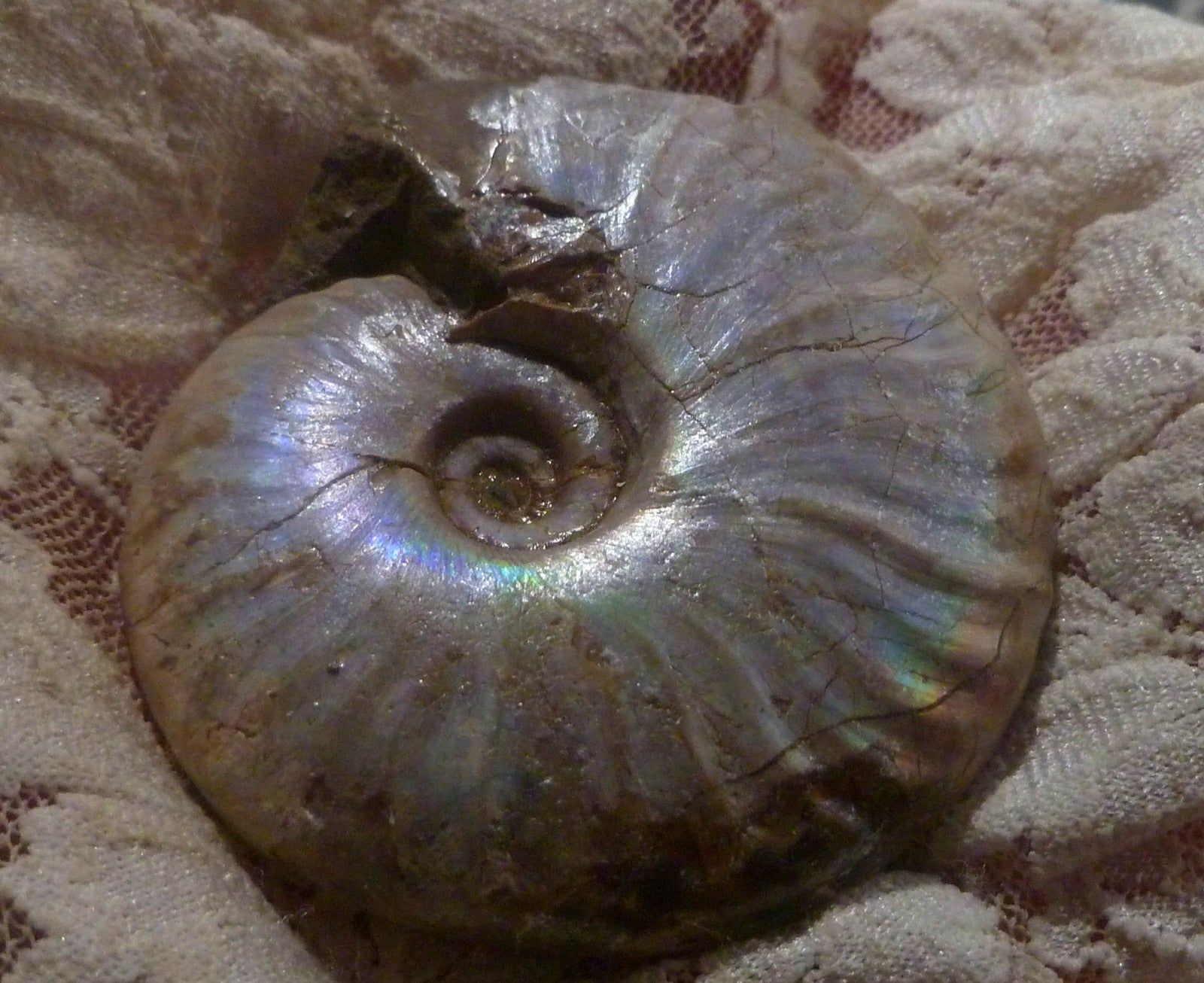 61mm SILVER Iridescent AMMONITE FOSSIL Opalized 100 million Years Madagascar