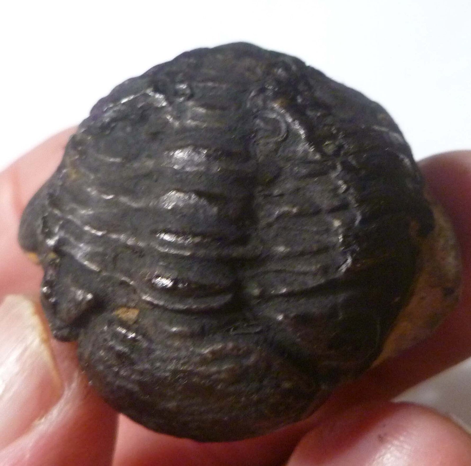 45mm Quality Phacops Trilobite Fossil From The Devonian of Morocco