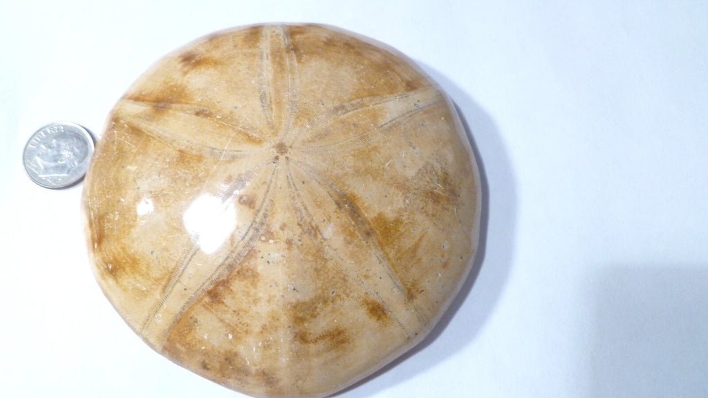 Fossil Sand Dollar Clypeasteroid Fossil Star Sand dollar 3 & 5/8"