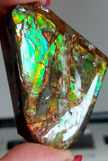 54x52x27mm  AMMOLITE Blue  Multi Color gemstone Canada Ammonite