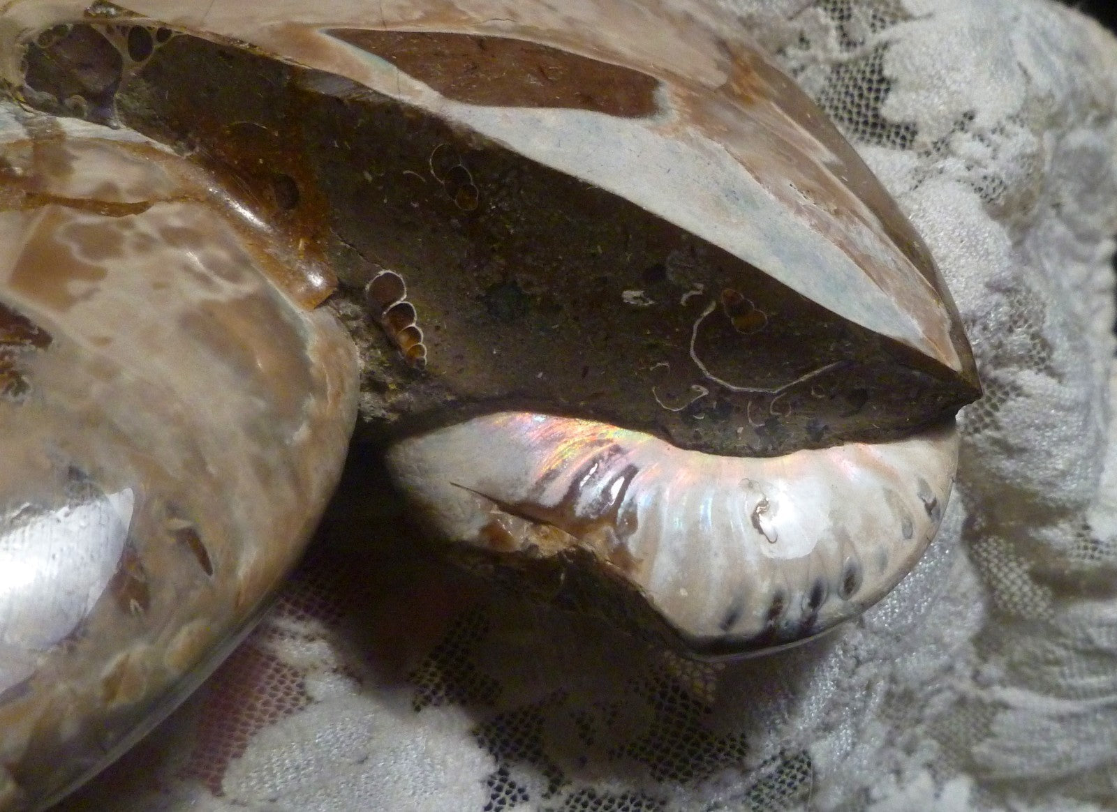 6" Polished AMMONITE FOSSIL W/Smaller in the End 100 MYO Madagascar OLD STOCK