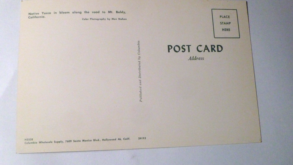 Postcard Native Yucca Road Mount Baldy California USA 1961