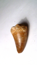 Fossil Mosasaur Tooth reptiles Cretaceous Morocco 42x25mm