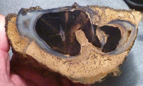 4 1/2" Blue Forest Black Petrified Wood Eocene Age Eden Valley Wyoming 540 grams