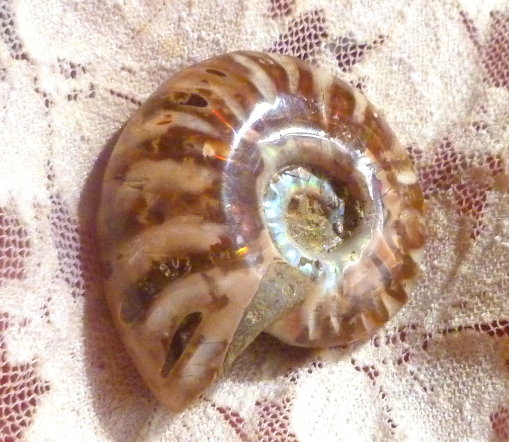 39mm Red Blue Center AMMONITE FOSSIL Opalized 100 million Years Madagascar