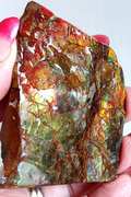 75x59x8mm AMMOLITE  Mulit Color gemstone Canada Ammonite