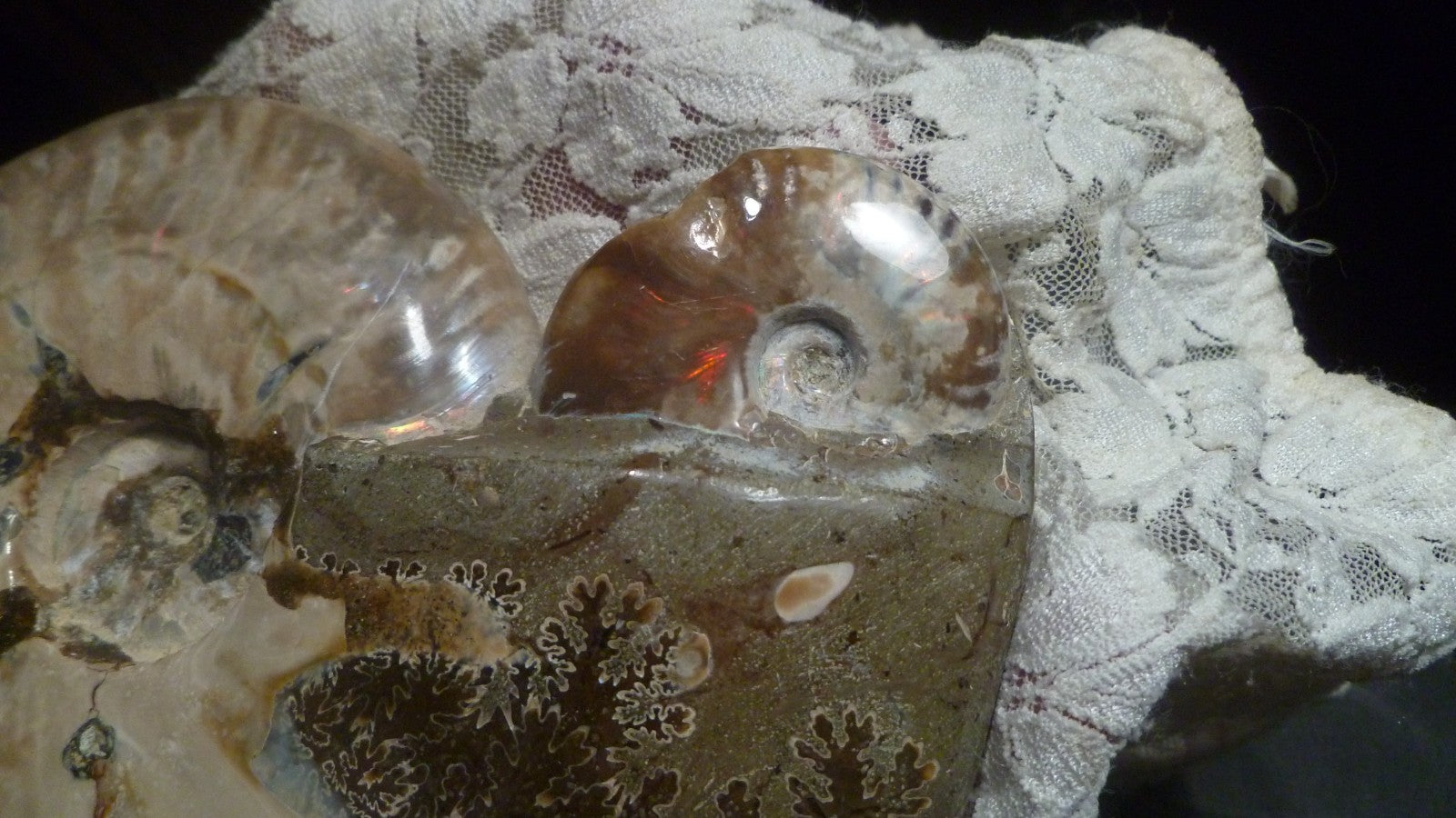 6" Polished AMMONITE FOSSIL W/Smaller in the End 100 MYO Madagascar OLD STOCK