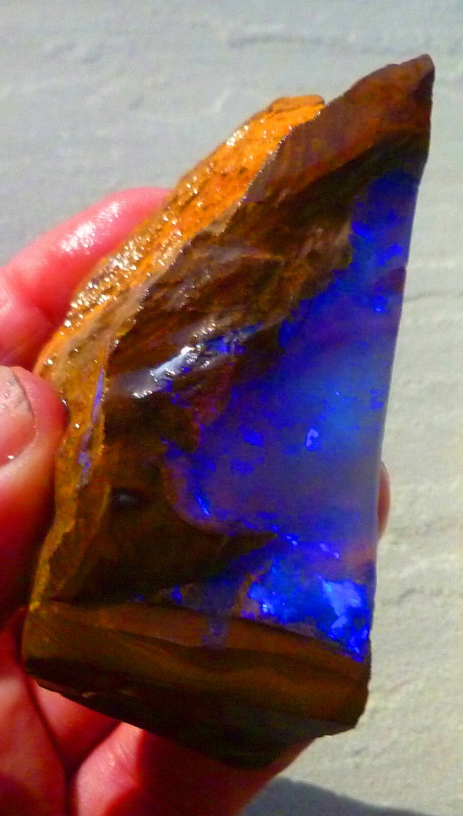 Boulder Opal FIRE & Blue Precious Rough Specimen Australian 700cts