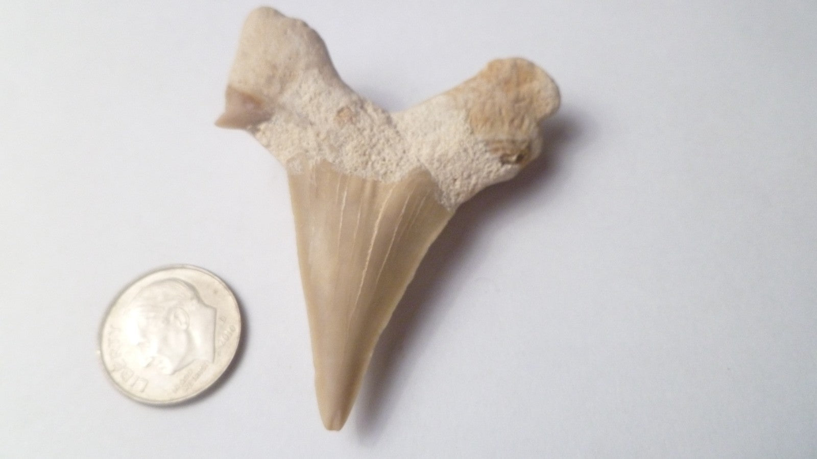 53mm  Otodus Obliquus SHARP Shark Fossil Tooth Specimen Oued Zem Morocco