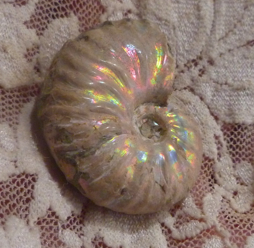 34mm Iridescent AMMONITE FOSSIL Opalized 100 million Years Madagascar