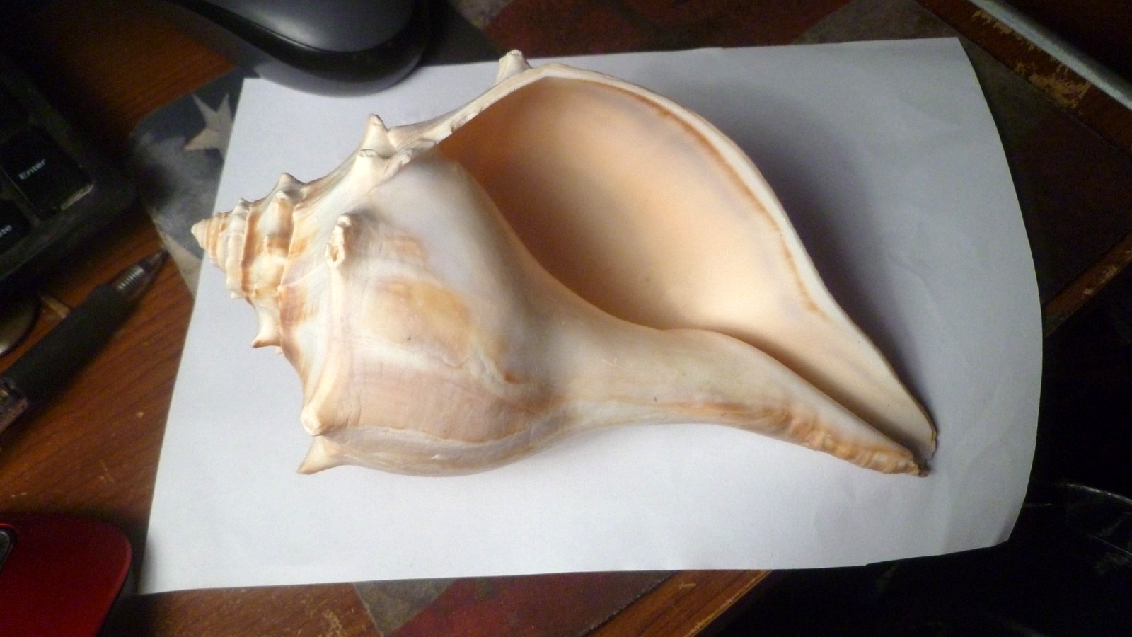 White & Tan Whelk Welk Conch-Like Seashell Shell - Big 6.5” Long -2.75”Tall