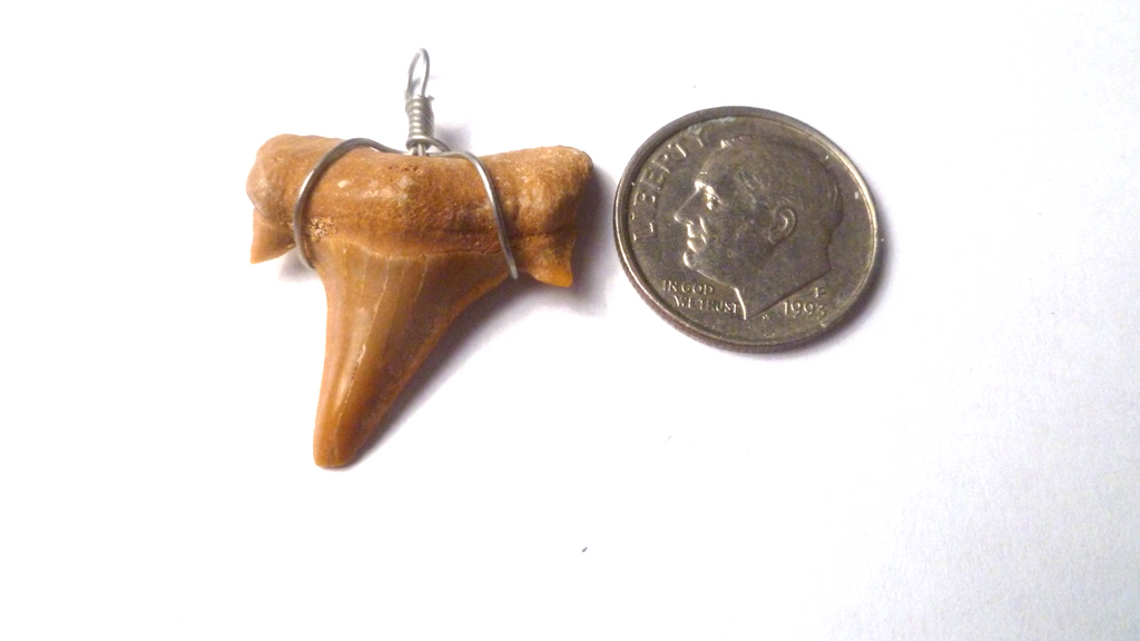 OTODUS TOOTH REAL A+ SHARK FOSSIL PENDANT MEGALODON EXTINCT ANCESTOR RELIC