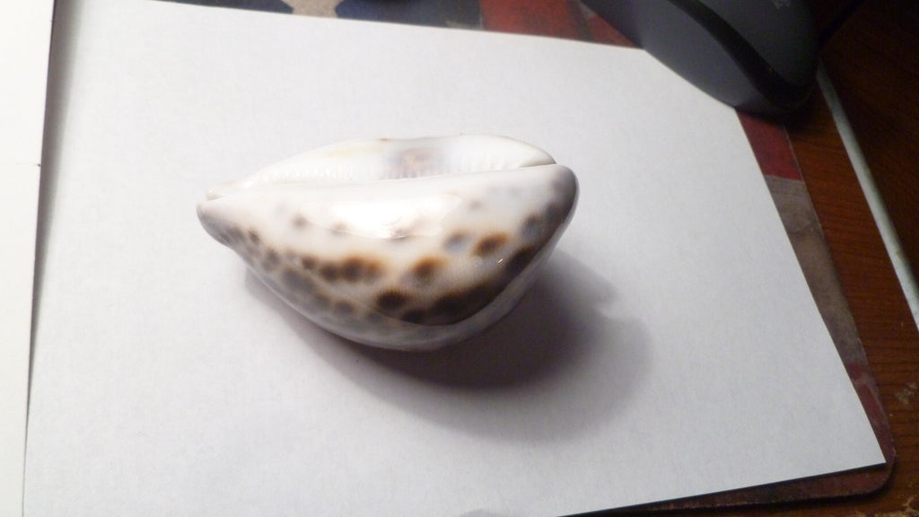 Vintage Beautiful Tiger Cowrie Cypraea Tigris Leopard Pattern Seashell  3.25”