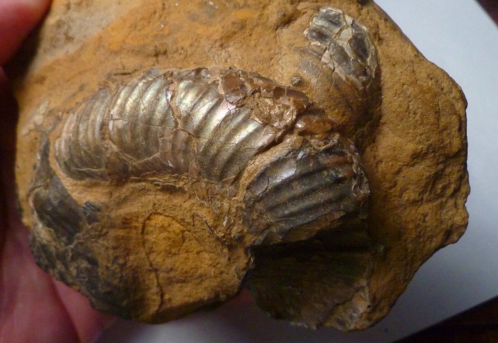 Rare Iridescent Didymoceras Ammonite Fossil South Dakota Cretaceous
