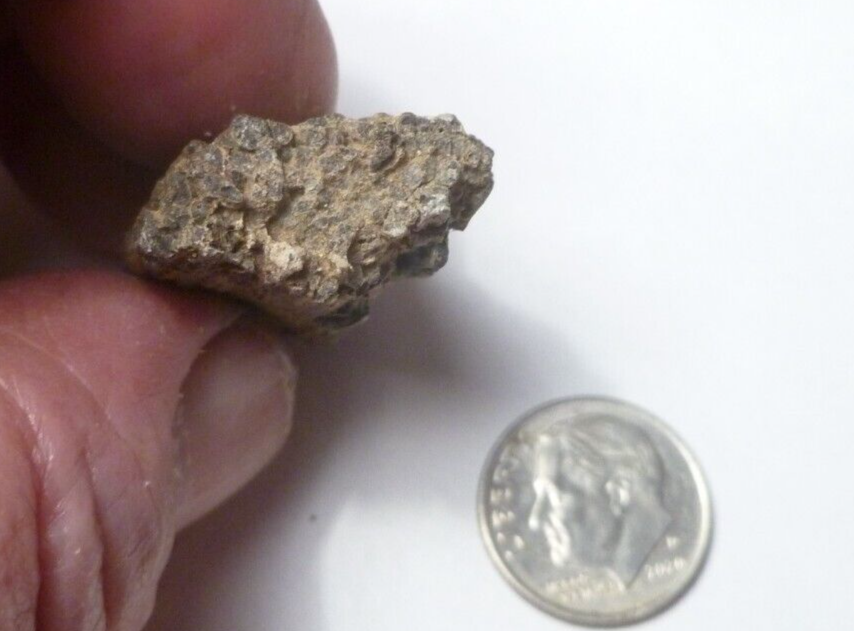 Nice Woodworthia Petrified Wood NE AZ 34x23mm